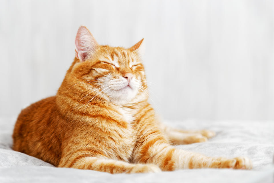 Katzen reagieren auf langsames Blinzeln. (Symbolbild: Getty Images)