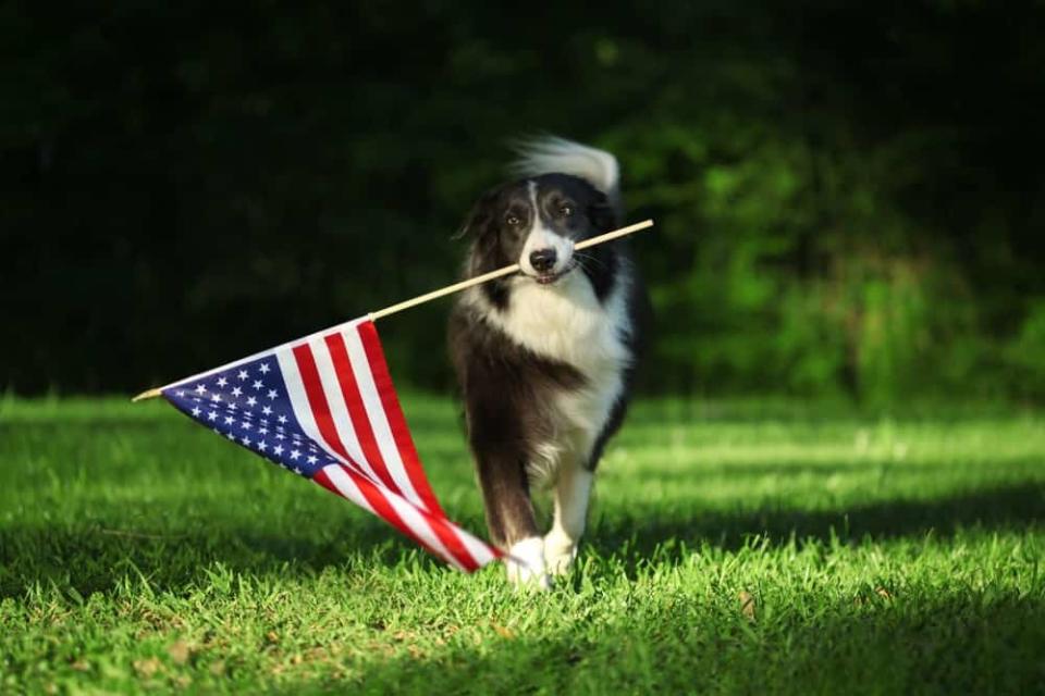 Loud noises from July 4 fireworks can be stressful for pets.