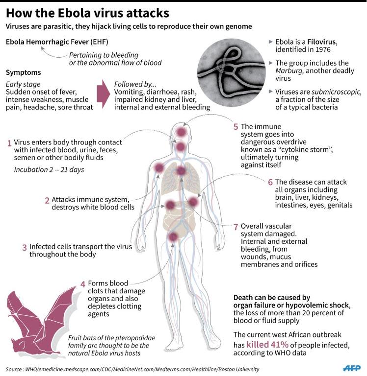 How the Ebola virus attacks the human body
