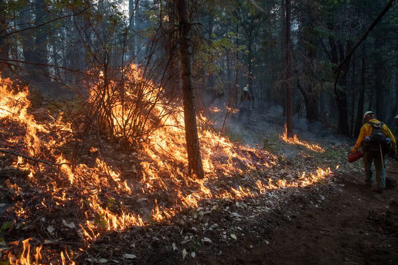 FILE PHOTO: Firefighters from Las Vegas set ablaze brush and trees during a firing operation near the Obenchain Fire in Butte Falls, Oregon