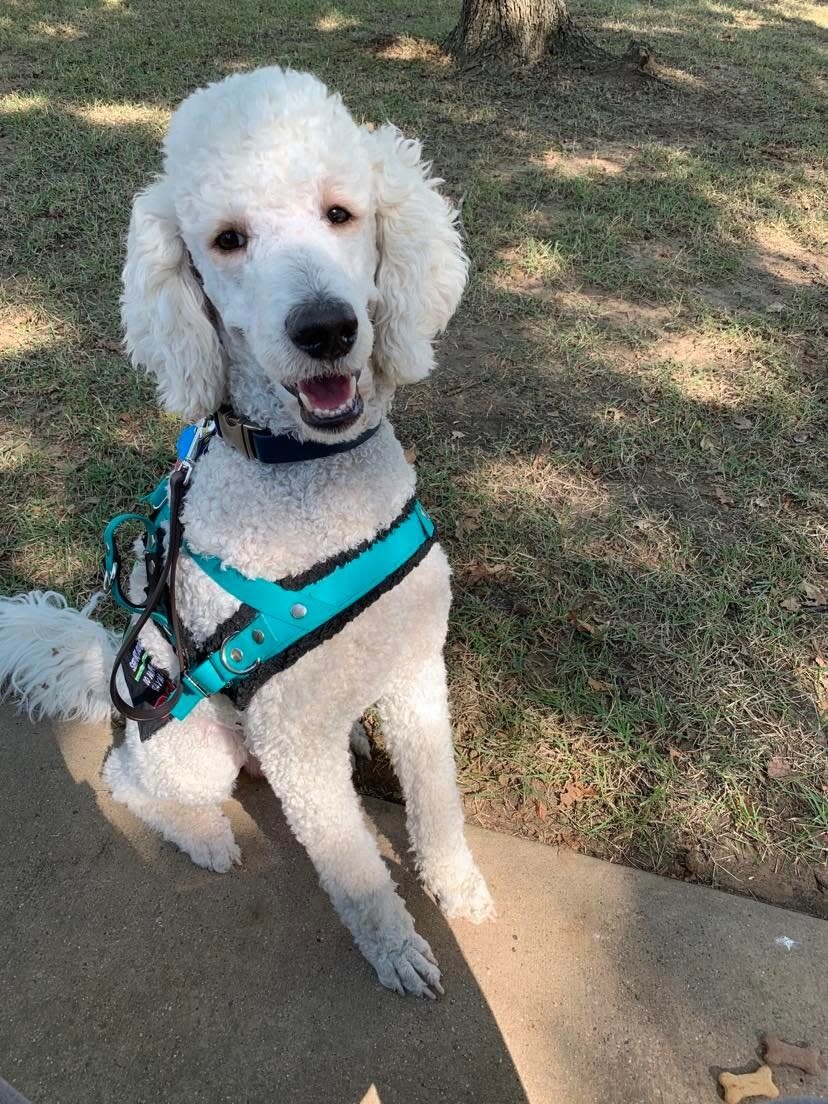 Erika's dog Appa, in his service dog gear