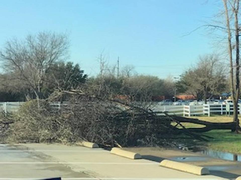 Each passing year, as storms strike North Texas, forceful gusts would shear off branches and topple trees at The Oakridge School in Arlington. The casualties of last year’s storms were the final straws for four young friends.
