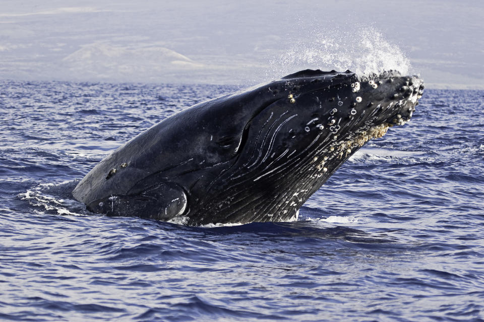 A breaching humpback whale off the Hawaiian coast. 