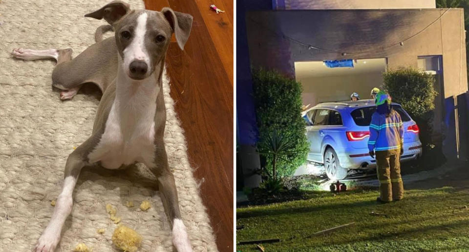 Vic the greyhound and the Audi in the home.