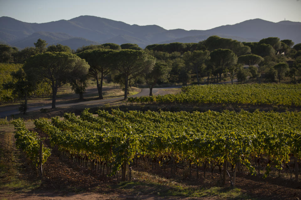 FILE - In this Oct. 10, 2019, the Chateau des Bertrands vineyard is pictured after a recent harvest in Le Cannet-des-Maures, in the Provence region. Winemakers near the French Riviera are taking stock of the damage after a wildfire blazed through a once picturesque nature reserve near the French Riviera. The blaze left two people dead, more than 20 injured and forced some 10,000 people to be evacuated. (AP Photo/Daniel Cole, file)