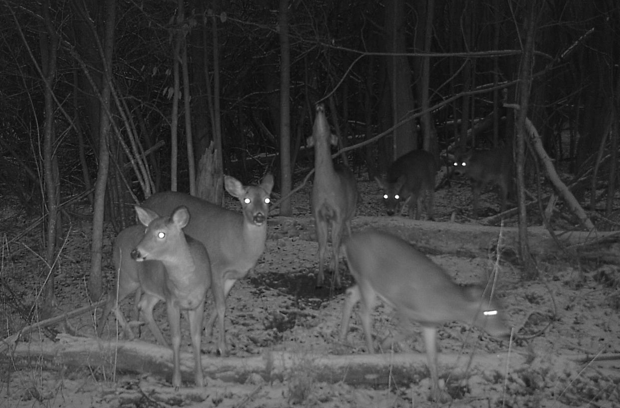 A herd of doe in late January pay homage to the overhanging branch at a scrape in late January.