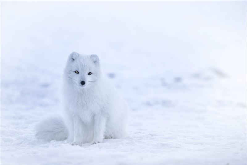 《雪國動物》節目畫面。（圖／BBC提供）