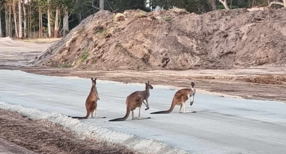 Close up of kangaroos on a development site.