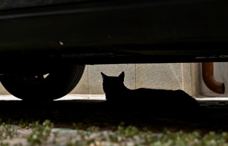 Mit einem größeren Einsatz haben Feuerwehrleute in Bayern einer im Motorraum eines Autos feststeckenden Katze geholfen. Sie konnte befreit und ihrer Besitzerin übergeben werden, wie die Polizei in Kempten mitteilte. (OSCAR DEL POZO)