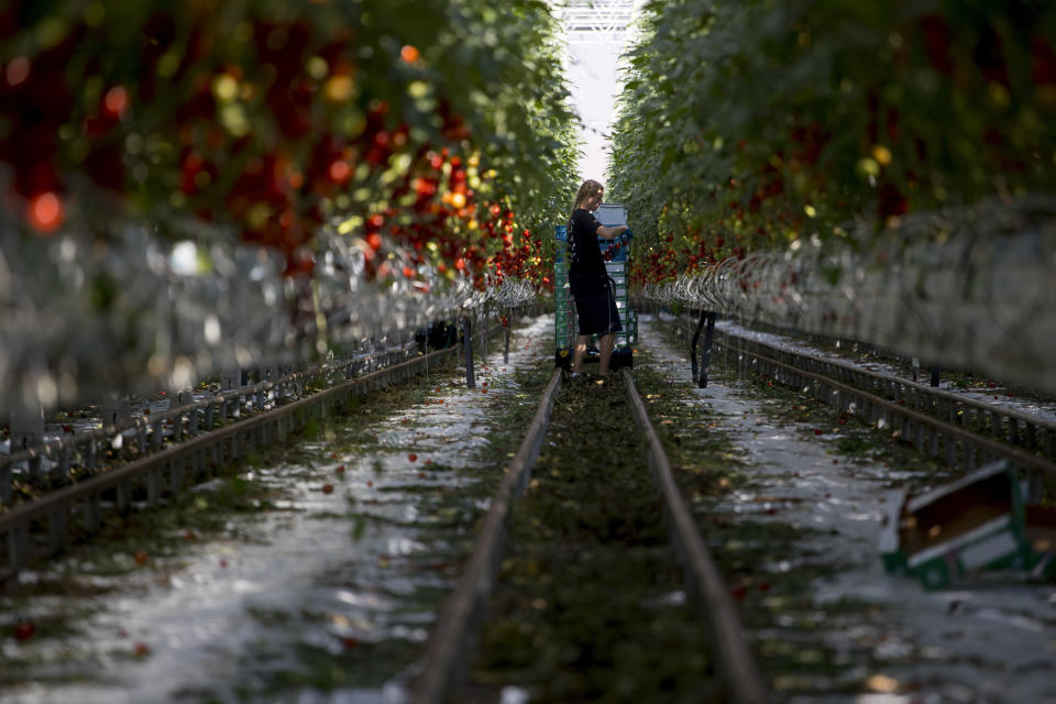 A worker picks tomatoes hanging from vines in the family-run Lans greenhouses in Maasdijk, Netherlands, Wednesday, Oct. 10, 2018. For years, the Dutch agriculture, horticulture and logistics industries have been refined so that if a supermarket in London suddenly wants more tomatoes it can get them from the greenhouse to the store shelf in a matter of hours. The seamless customs union and single market within the European Union have, for decades, eradicated customs checks and minimized waiting at borders. (AP Photo/Peter Dejong)