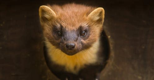 <span class="caption">The pine marten – cute but cunning.</span> <span class="attribution"><a class="link " href="https://flic.kr/p/qFm9JV" rel="nofollow noopener" target="_blank" data-ylk="slk:Karen Bullock/Flickr;elm:context_link;itc:0;sec:content-canvas">Karen Bullock/Flickr</a>, <a class="link " href="http://creativecommons.org/licenses/by-nc/4.0/" rel="nofollow noopener" target="_blank" data-ylk="slk:CC BY-NC;elm:context_link;itc:0;sec:content-canvas">CC BY-NC</a></span>