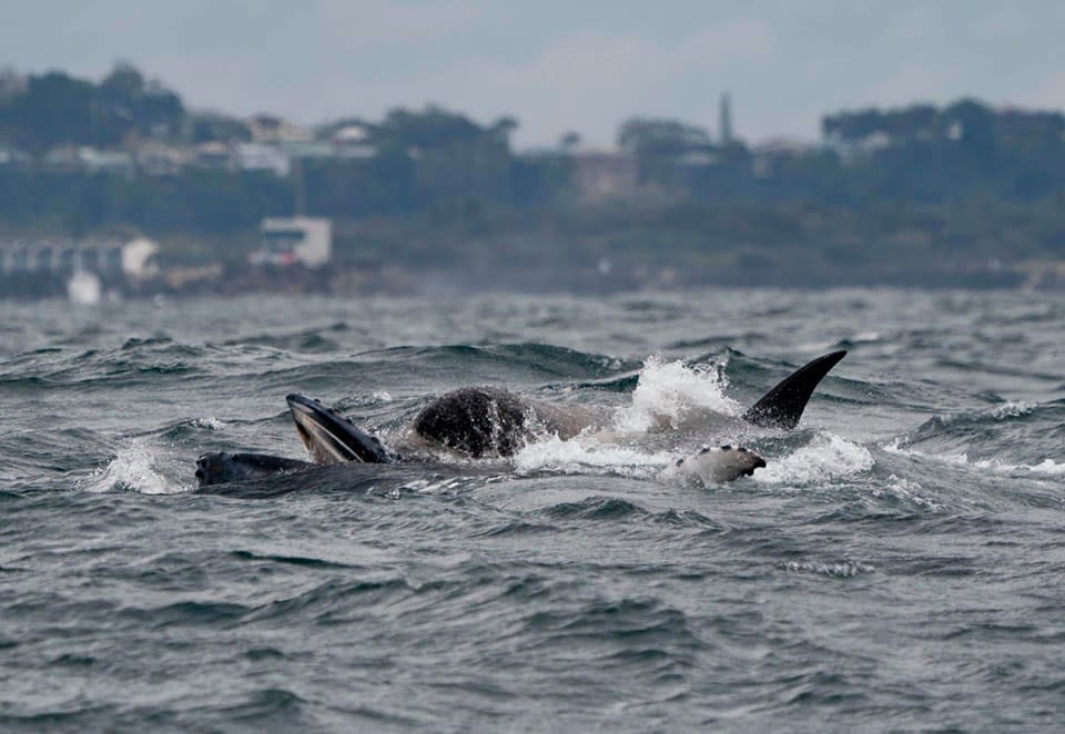 Orcas are known to eat pretty much whatever they want, including other whales. Source: Out of the Blue Adventures.