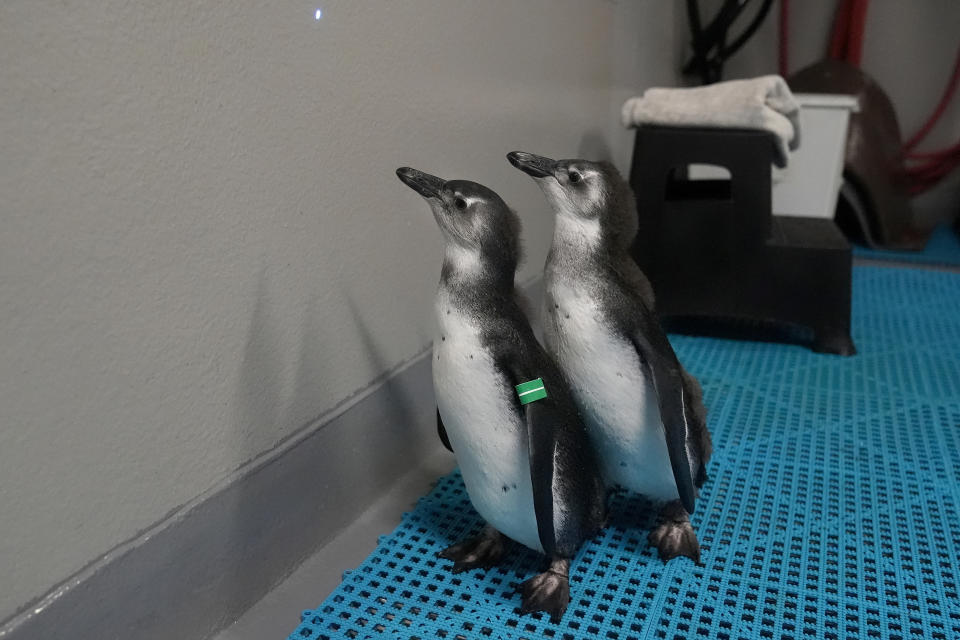 African penguin chicks Alice, left, and Nelson, both born in November 2023, follow a laser pointer on the wall at the California Academy of Sciences in San Francisco, Thursday, Feb. 8, 2024. The museum in San Francisco's Golden Gate Park has a bounty of African penguin chicks after 10 hatched in just over a year as part of an effort to conserve the endangered bird. (AP Photo/Jeff Chiu)