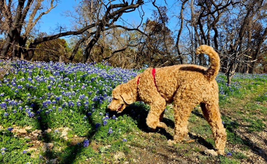 Goldendoodle checks out the bluebonnets (Courtesy: Miguel Paz Baeza)