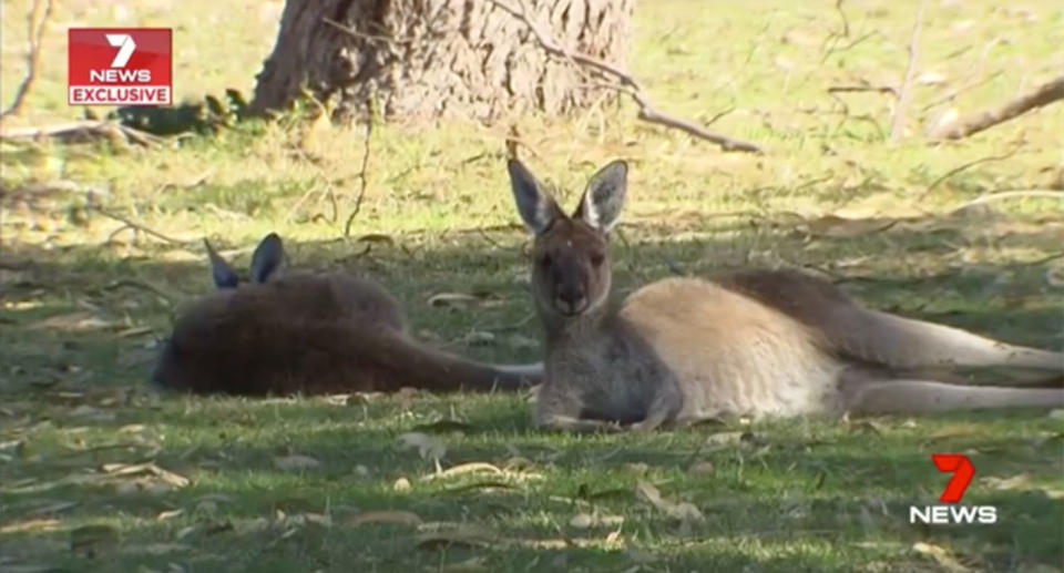 Police are hunting the person responsible for a disturbing case of animal cruelty in Perth, where a kangaroo joey was found decapitated. Source: 7 News