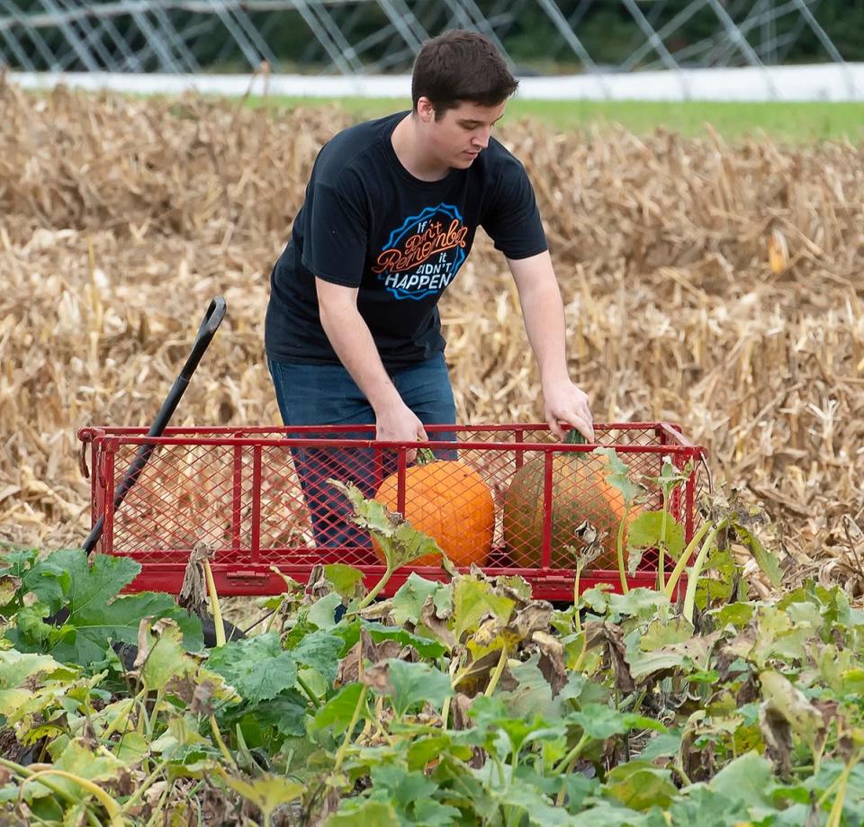 Michael McLain of Smyrna places his pumpkins that he picked into a wagon at Fifer Orchards in Camden in 2018.