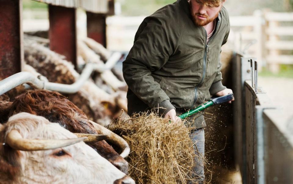 A farmer with a pitchfork of hay, feeding a row of longhorn cattle - Mint Images