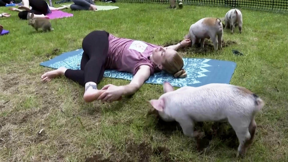 In this image taken from video, piglets interact with instructor Ashley Bousquet during an outdoor yoga class, Friday, May 17, 2024, in Spencer, Mass. (AP Photo)