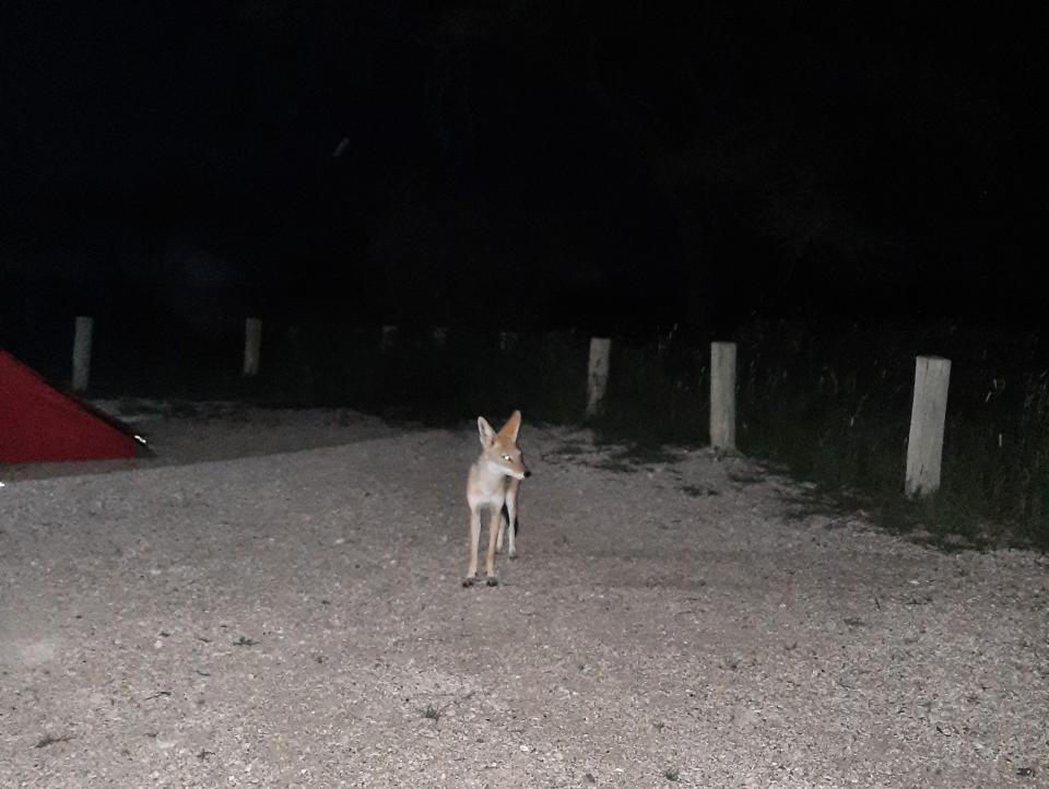 A jackal at night at camp in Etosha, Namibia.