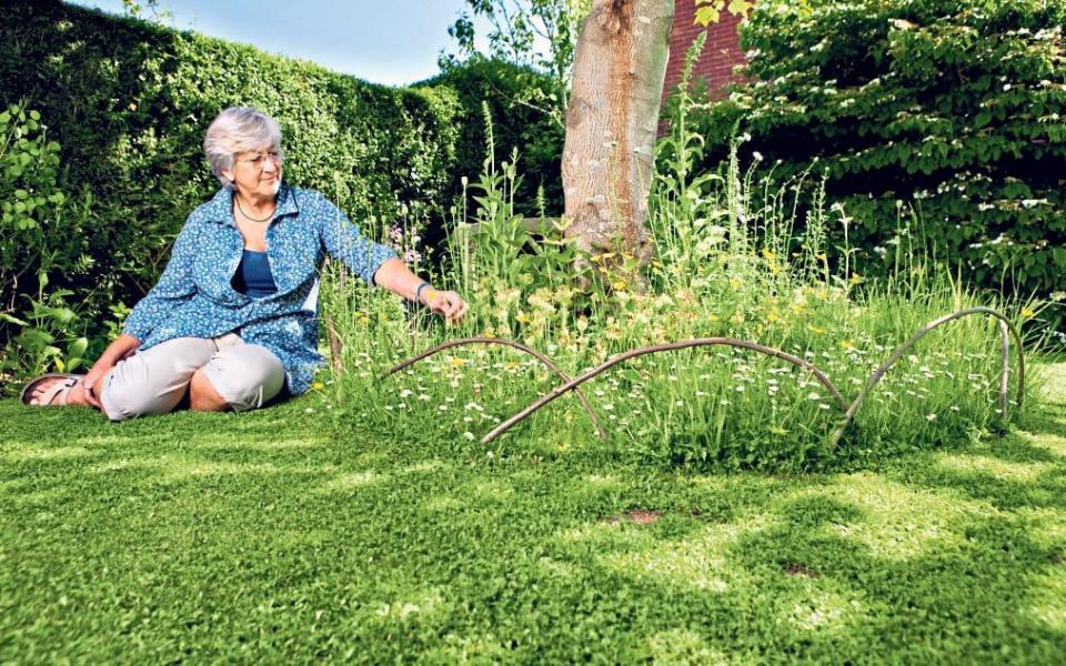 Helen Yemm finds light spots between the trees that dominate her garden - Andrew Crowley