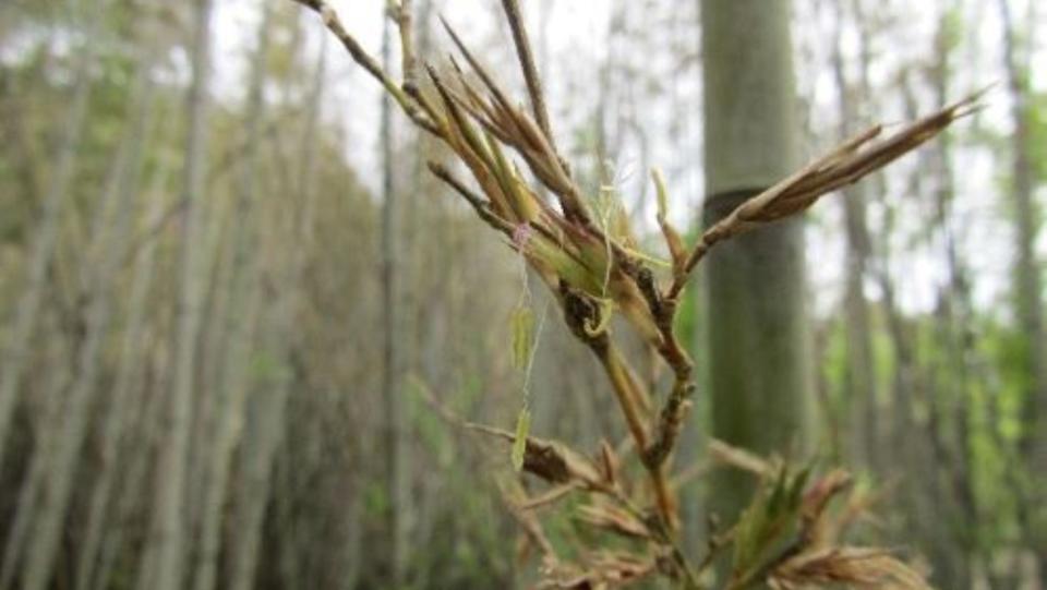 a species of bamboo that only flowers once every 120 years about to bloom