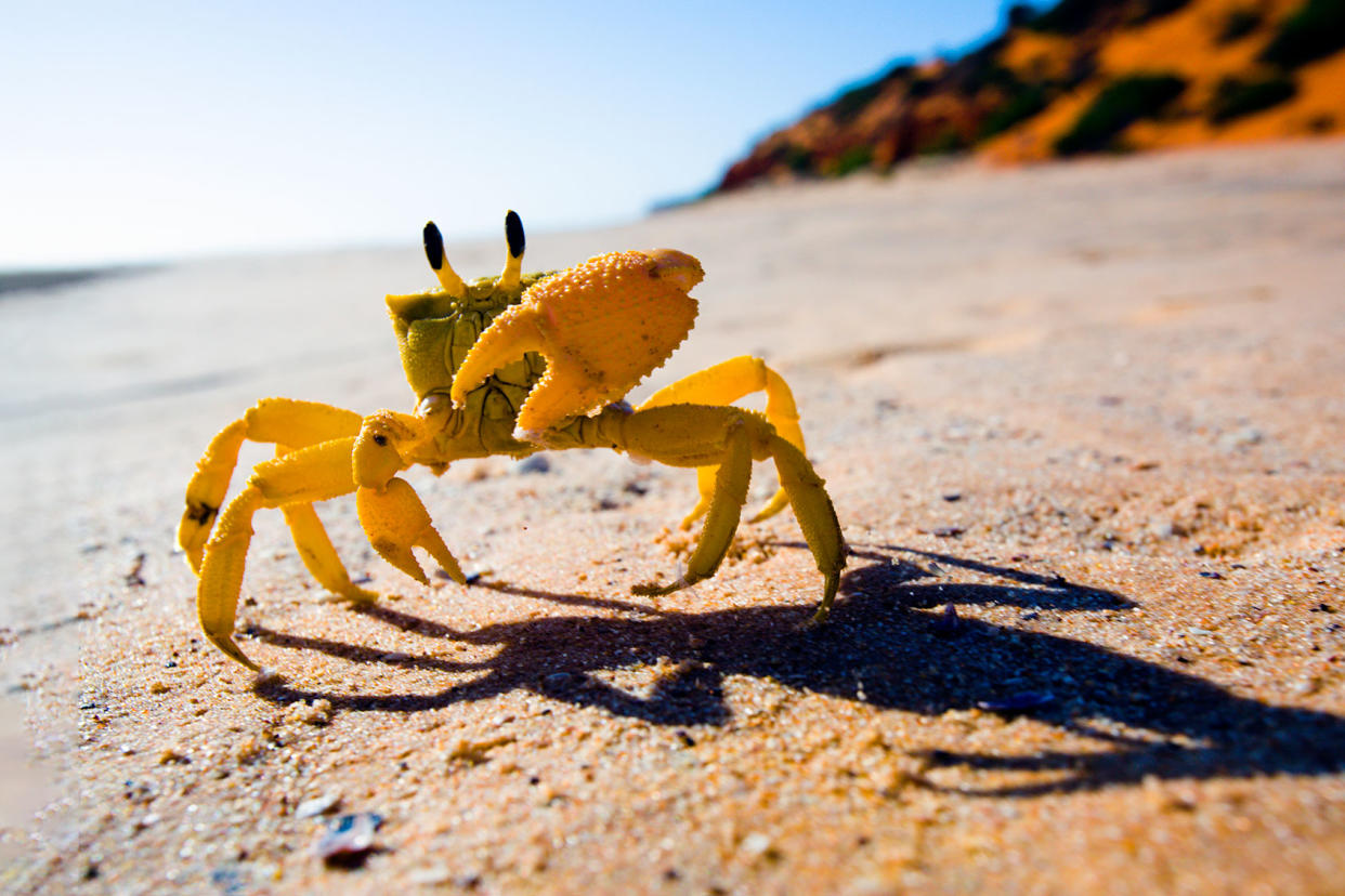 Yellow crab on the beachGetty Images/Bob Stefko