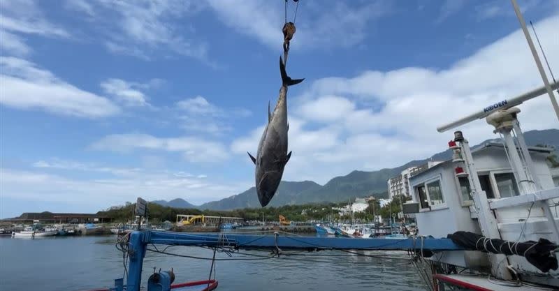 台東新港漁港再傳捷報「南興號」船長鄭正愛捕獲最重黑鮪魚，體型相當壯碩足足有257公斤（圖／記者王浩原提供）