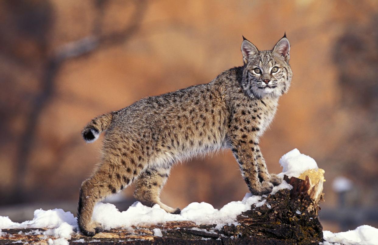 Bobcat