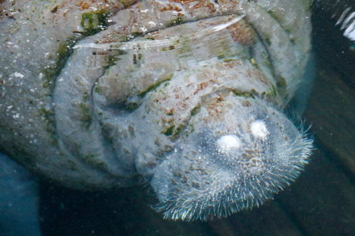 Juliet, a manatee from Miami Seaquarium, swims in the pool after she was transported to ZooTampa on Tuesday, Dec. 5, 2023.