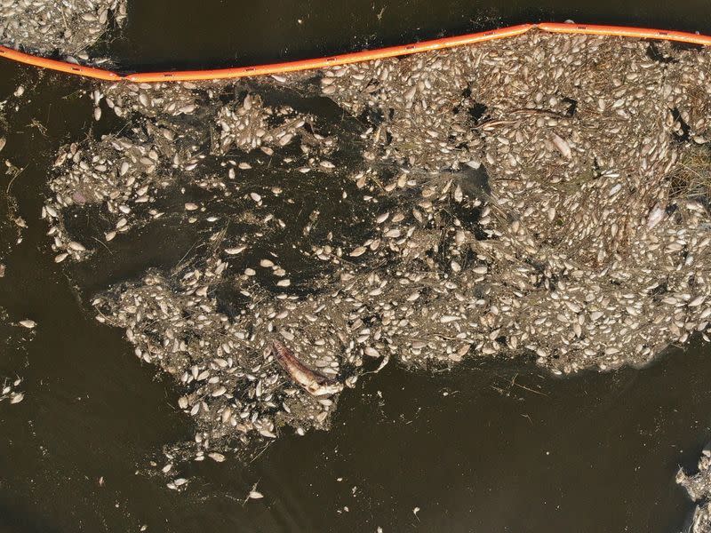 Dead fish in Poland's Oder river approach the sea