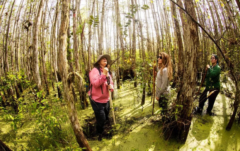 Sally Stein, the director of public programs for Corkscrew Swamp Sanctuary in Collier County leads a swamp walk on Friday, March 8, 2024. On the tour are Chrissy Auger, center, and Marsh Wraithmell.