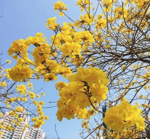 南昌公園黃花風鈴木