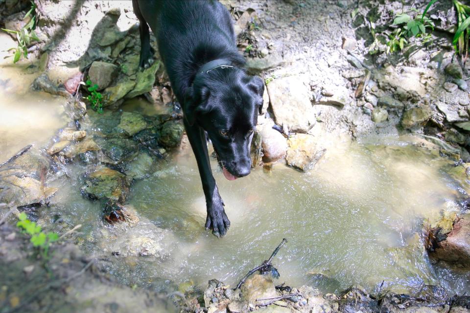 Molly Beans, a husky/lab mix belonging to Des Moines Register journalist Lee Rood, dips her dewclaw into a stream of water during a walk with Rood along a trail at Greenwood Ashworth Park in Des Moines on Wednesday, June 8, 2022. Greenwood Ashworth Park is located just north of Water Works Park.