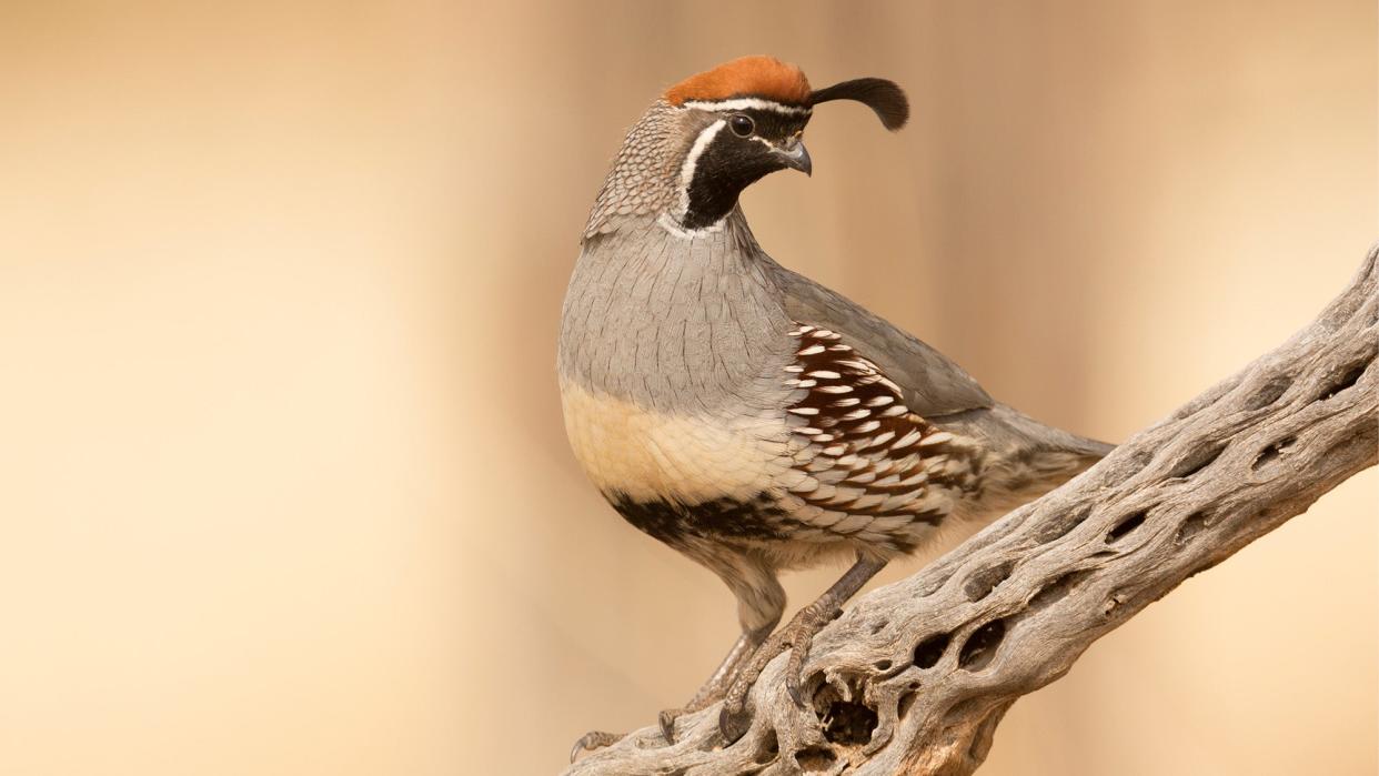 Gambel's Quail