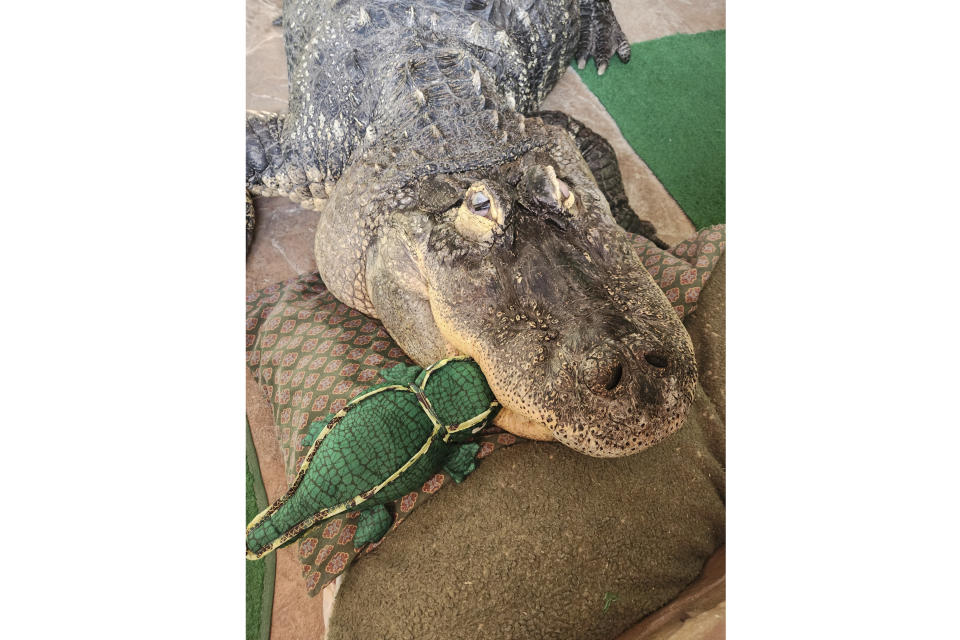 This photo provided by Tony Cavallaro of Hamburg, N.Y., shows his alligator, Albert, with a stuffed alligator toy inside the custom enclosure he built for the reptile in his house, in Hamburg, N.Y. Albert was seized by the Department of Environmental Conservation in mid-March, 2024. (Tony Cavallaro via AP)