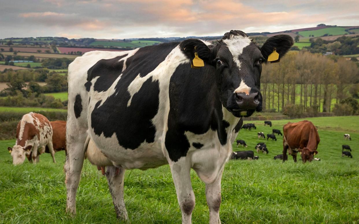 There are fears hormone-injected beef could flood the market - Getty Images/Alan Hopps/Getty Images/Alan Hopps