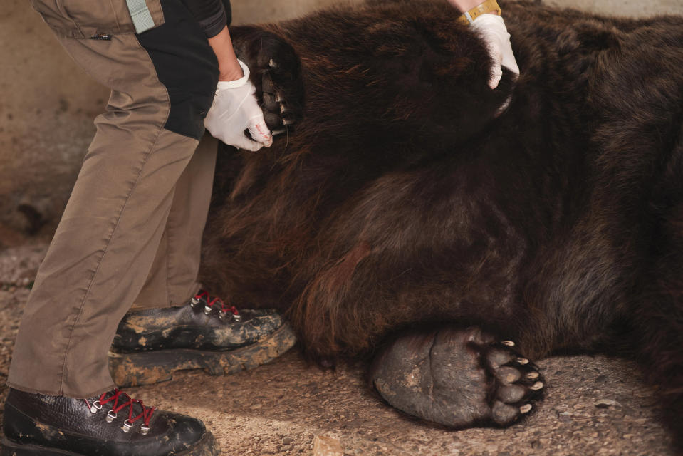 An activists from animal rights charity "Four Paws" inspects Mark, a sedated brown bear, inside a small cage in Tirana, Albania, on Wednesday, Dec. 7, 2022. Mark a 24-year-old bear was kept at a cage for 20 years at a restaurant in the capital Tirana. Albania's last brown bear in captivity has been rescued by an international animal welfare organization and taken to a sanctuary in Austria.(AP Photo/Franc Zhurda)