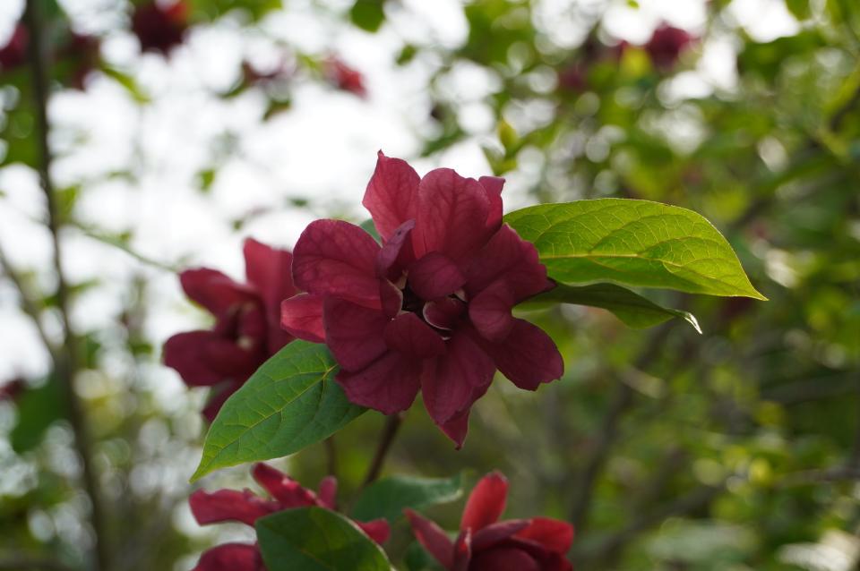 “Hartlage Wine” calycanthus last week at Secrest Arboretum in Wooster.