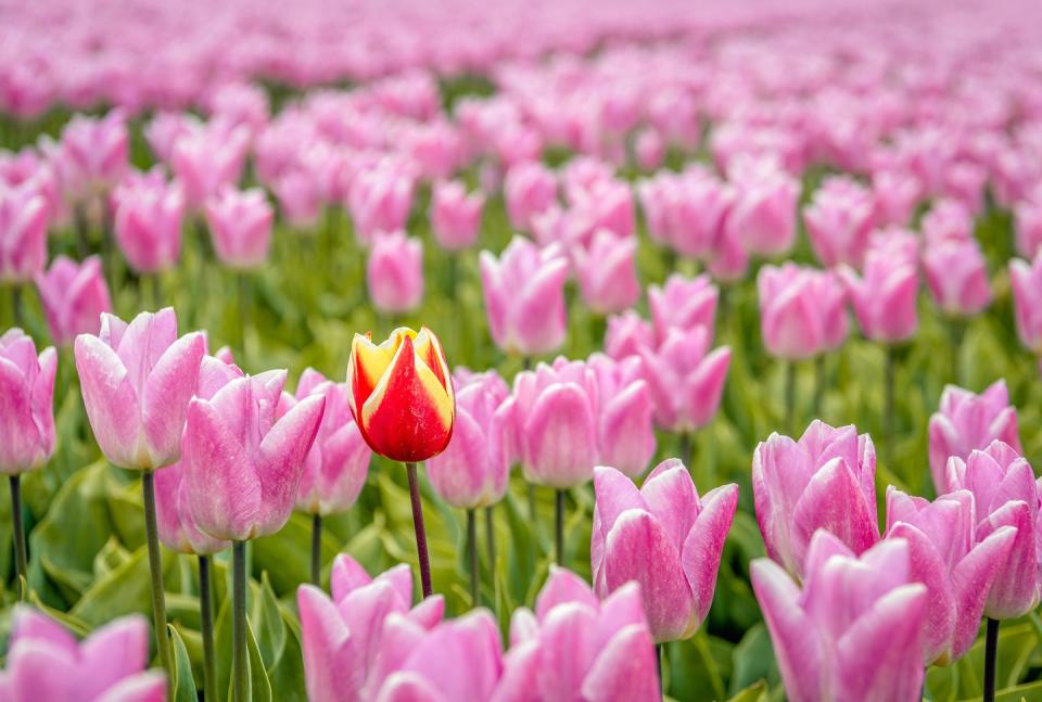 closeup of a tulip field with pink flowers one strangely colored tulip flower immediately catches the eye