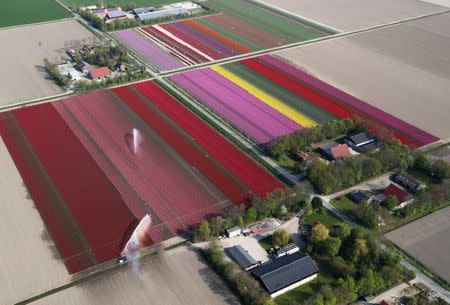 An aerial view of tulip fields near the city of Creil, Netherlands April 18, 2019. Picture taken April 18, 2019. REUTERS/Yves Herman