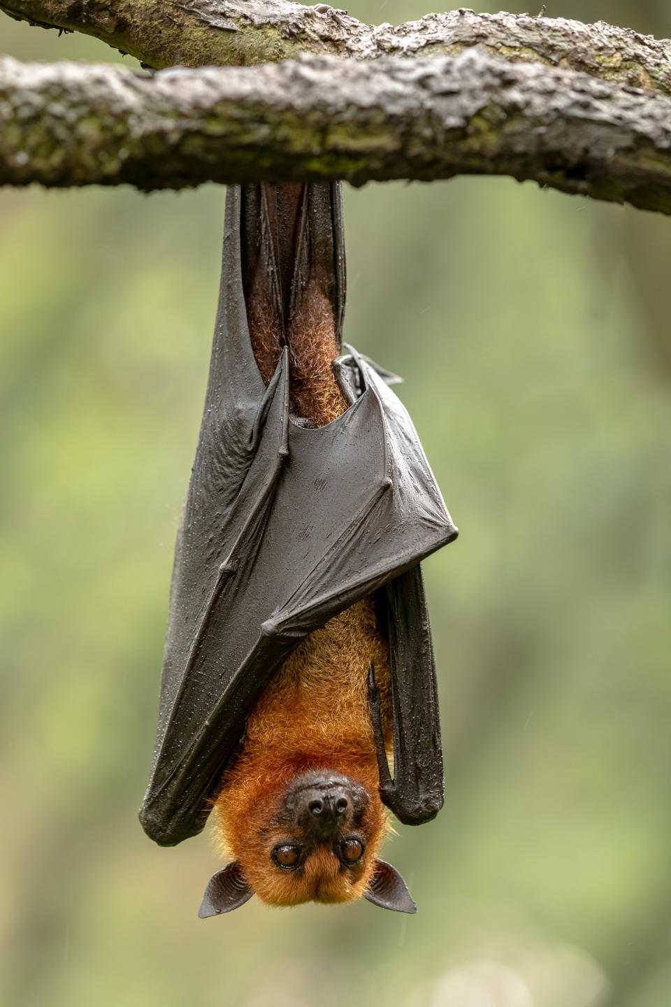 Large Malayan Flying Fox, Pteropus Vampyrus, Bat Hanging From A Branch