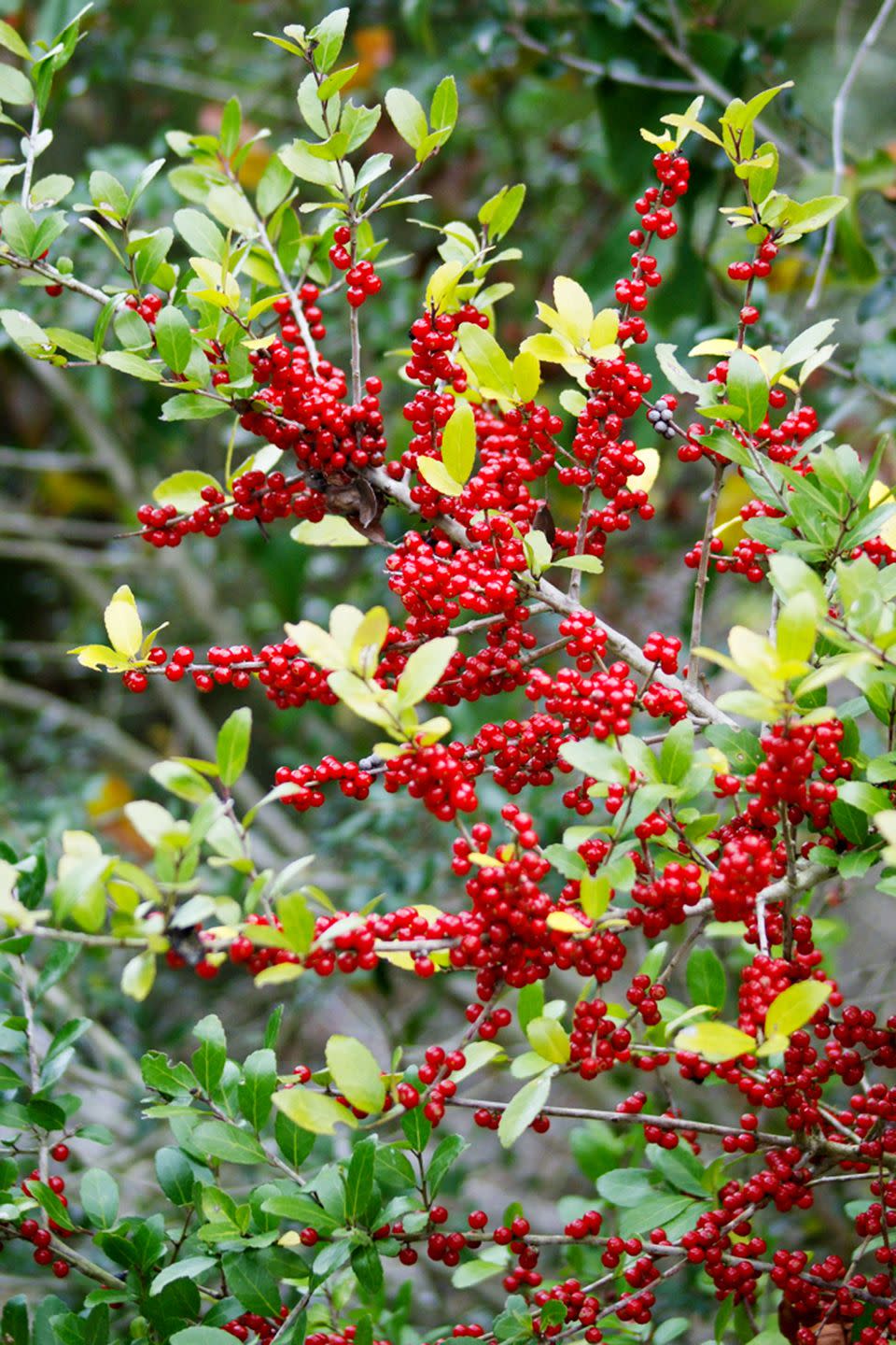 Shrubs: Yaupon Holly