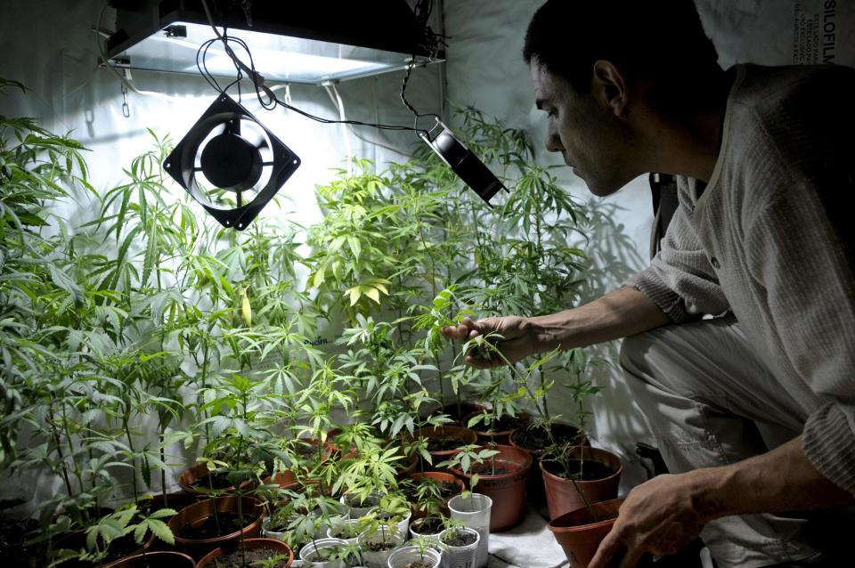 Juan Vaz, activist and marihuana grower, shows marihuana plants he is growing with some friends in Montevideo, Uruguay,Wednesday, Nov. 14, 2012. Uruguayans used to call their country the Switzerland of Latin America, but its faded grey capital seems a bit more like Amsterdam now that its congress has legalized abortion and is drawing up plans to sell government-grown marijuana. (AP Photo/Matilde Campodonico)