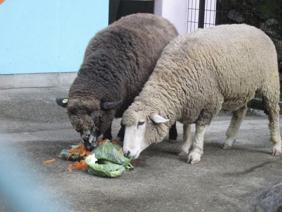 日本兵庫縣的市立龍野公園動物園自1955年開園以來，主打「24小時全年無休」，但近日被爆出5年內有47隻飼養的動物接連死亡。(Couleur_harima @twitter)