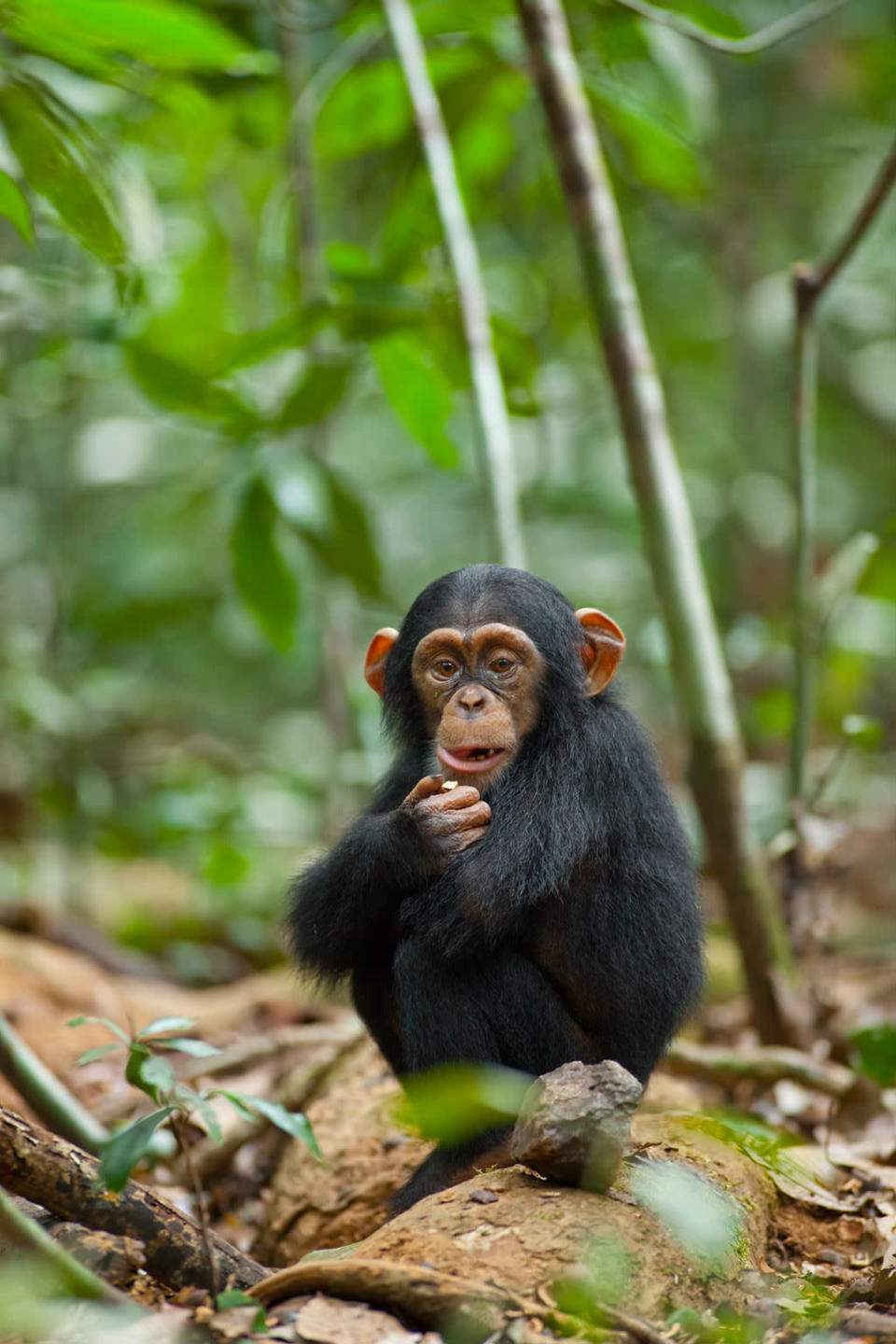 DisneyNature's "Chimpanzee" - 2012