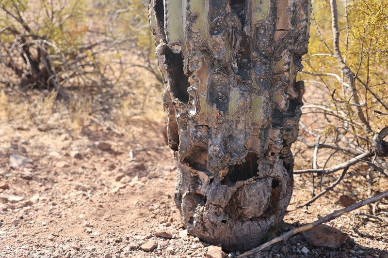 Arizona's extreme heat and drought is impacting the state's iconic Saguaro