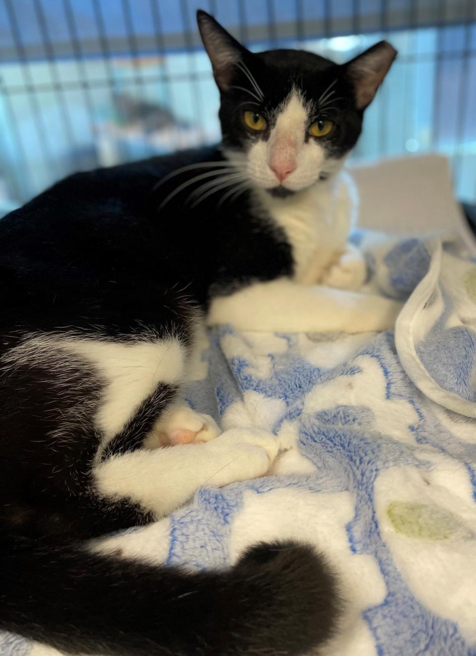 Dart is a 2-year-old cat who is shy but sweet. He loves other cats but shows some fear with large dogs. Don't let the ear tip fool you, he is a lap cat, through and through.