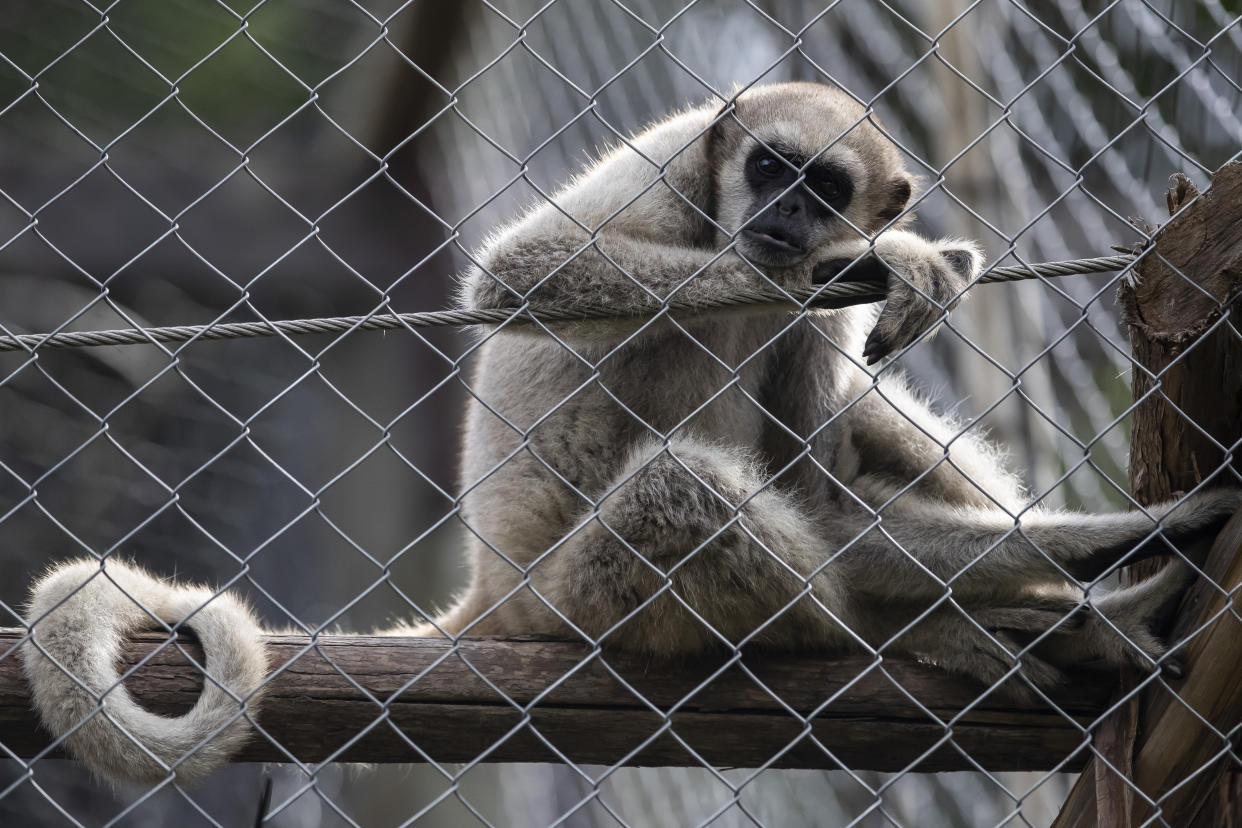 A juvenile northern muriqui monkey is kept captive at an enclosure in a protected area of forest, in Lima Duarte, Minas Gerais state, Brazil, Saturday, May 6, 2023. (AP Photo/Bruna Prado)