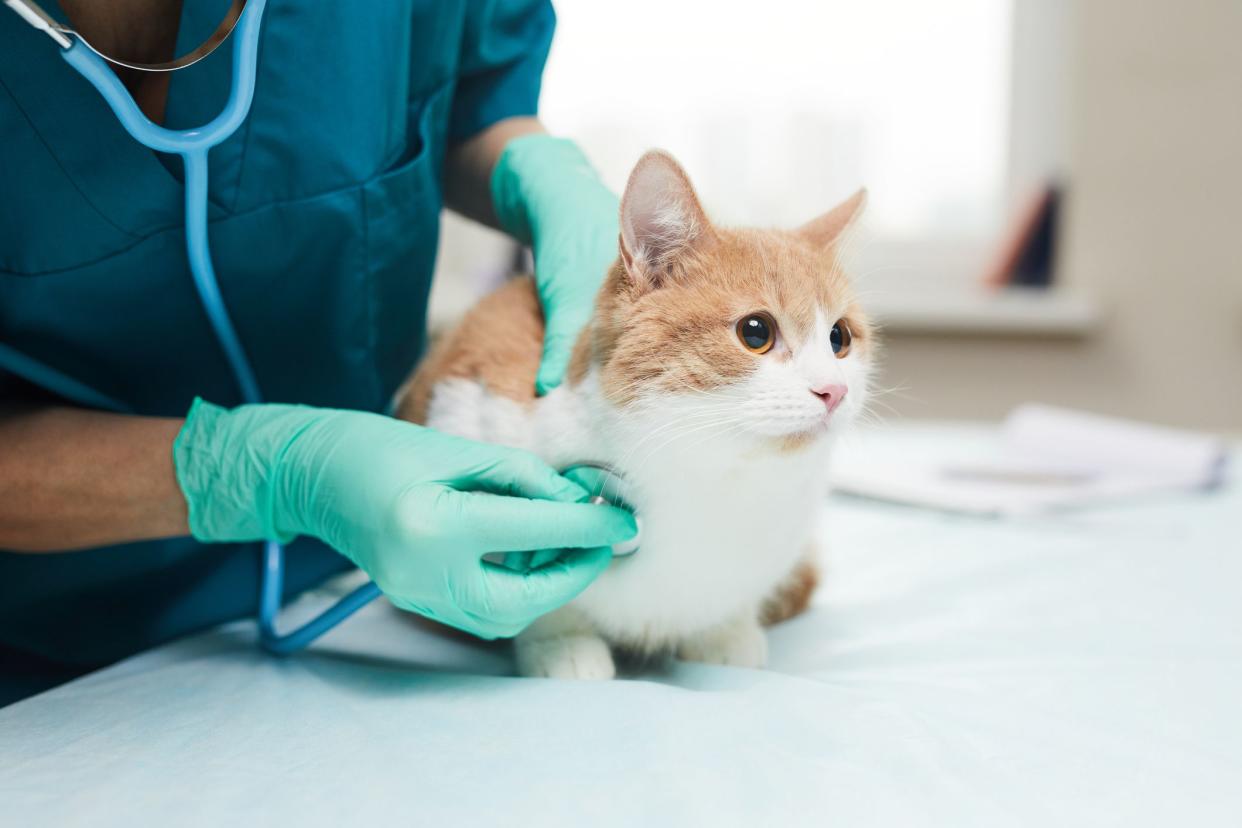 Cat at the vet