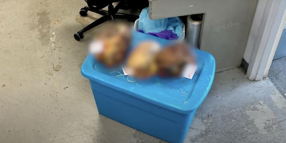 Three human heads, which have been blurred in this image, sit on top of a blue plastic container next to a desk, in an image provided as part of Dale Wheatley's complaint against the Anatomical Gift Association of Illinois on June 8, 2023.
